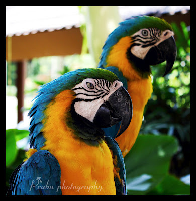 சிங்கப்பூர் பறவைகள் பூங்கா புகைப்படங்கள் -(BIRD PARK SINGAPORE) -Part-1 Birds park post-1 (3)